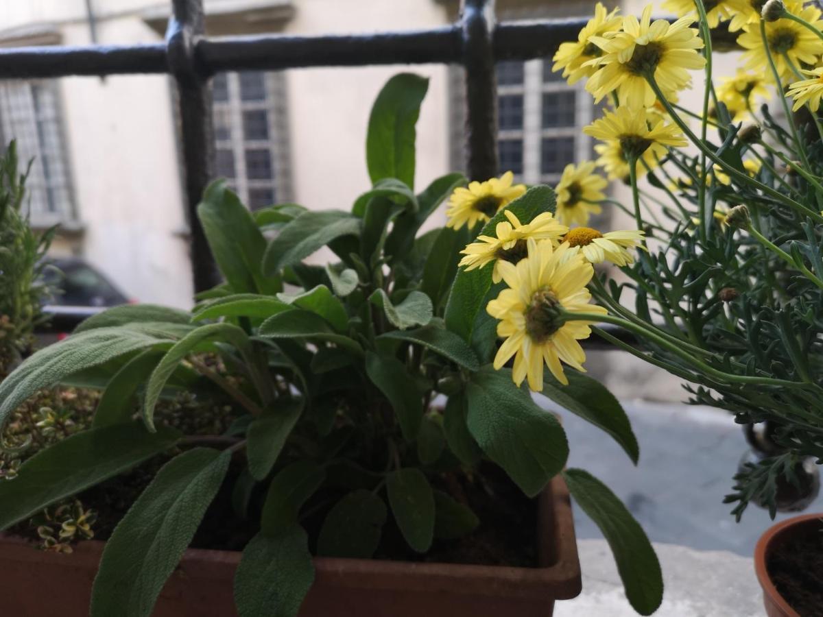La Chiocciolina Daire Lucca Dış mekan fotoğraf